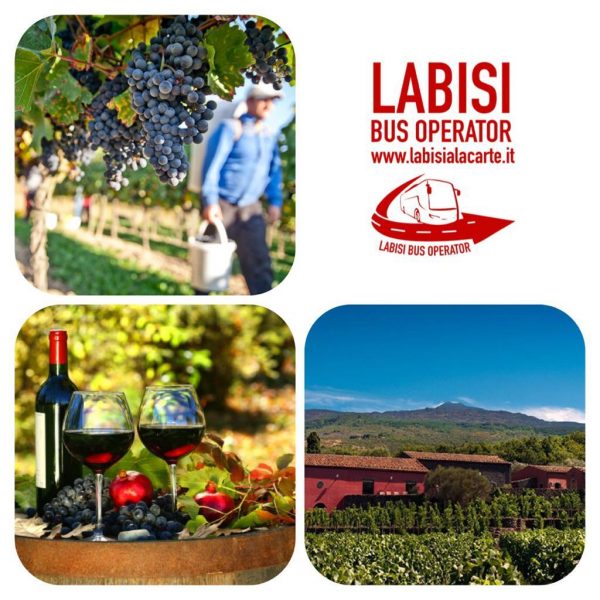 In Sicilia tra Vigneti e Cantina - Wine Tour e degustazione